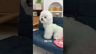 This Chinese style embroidered vest is so pretty Bichon Frizedog clothespet vest [upl. by Herzberg]