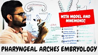 Pharyngeal Arches Embryology PHARYNGEAL APPARATUS [upl. by Llennoc]