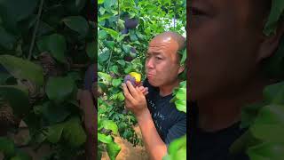 So fresh picking black peaches eating so sweet fruit garden natural satisfying [upl. by Geirk226]