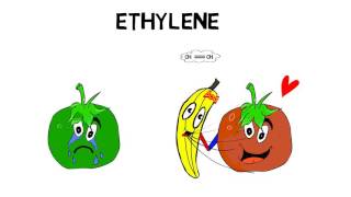 Cytokinins  Plant Growth Hormones  Plant Growth and Development  Biology Class 11 [upl. by Nellak]