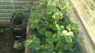 Growing Winter Strawberries in Hydroponics Part 2 [upl. by New]