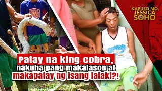 Patay na king cobra nakuha pang makalason at makapatay ng isang lalaki  Kapuso Mo Jessica Soho [upl. by Attalie]