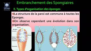 3Biologie des Org Animaux Embranchement des Spongiaires [upl. by Greyso]