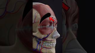 These MUSCLES help you move your BROWS anatomy eyebrows muscles [upl. by Sairacaz433]