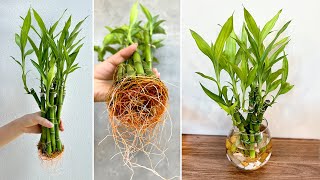 DIY aquatic plant pots from lucky bamboo best ideas for house plants [upl. by Yecnahc530]