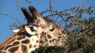 Oxpecker and giraffe feeding Chobe Botswana Ian Redmond [upl. by Mcripley623]