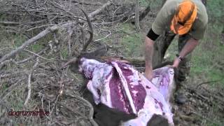 Sambar stag  caping amp butchering [upl. by Retsevlis486]