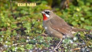 SUARA UNIK BURUNG SIBERIAN RUBYTHROAT II BURUNG BERKECET LEHER MERAH [upl. by Aittam]