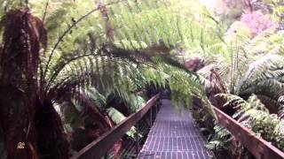 Temperate Rain Forest Walk  Steadicam Walking Tour Australia [upl. by Phyl]