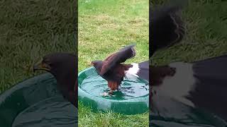 HARRIS HAWK PLAYS IN HIS BATH [upl. by Arekahs]