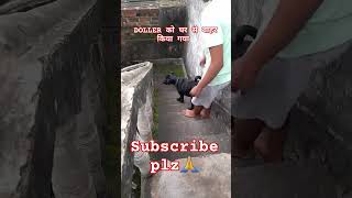 Doller को घर से भगाया गया shortvideos labrador viralvideos funny subscribe [upl. by Joab]