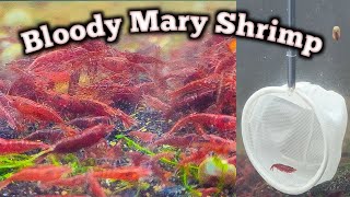 TONS of Gorgeous Bloody Mary Shrimp  Sorting Bloody Mary Shrimp for Massive Shrimp Breeding Project [upl. by Dnalyar]