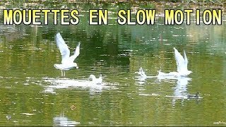 MOUETTE RIEUSE en SLOW MOTION  Ballet audessus de leau [upl. by Emmons]