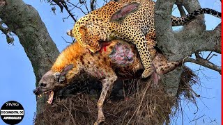 La Hiena Sube Al Árbol Para Robar La Presa Del Leopardo Y El Trágico Final Del Ladrón [upl. by Anor318]