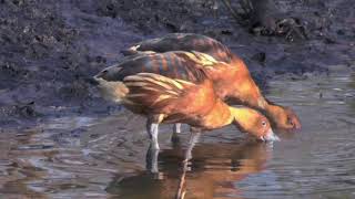 Fulvous Whistling Duck [upl. by Mannie]