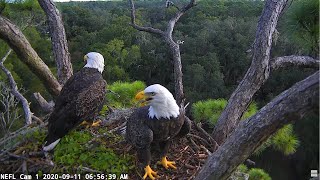 NEFL Cam 1  Live Bald Eagle Cam [upl. by Hubing]