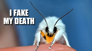 Virginia Tiger Moth Facts the WOOLY BEAR  Animal Fact Files [upl. by Idet]