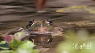 Grenouilles vertes [upl. by Hsotnas988]