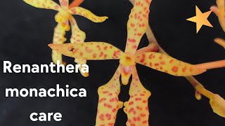 How to care for Vanda orchids  Renanthera monachica care vanda orchid orchidcare [upl. by Winslow251]