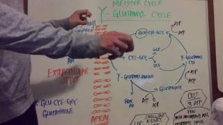 Gamma Glutamyl Pathway Explained [upl. by Nodrog]