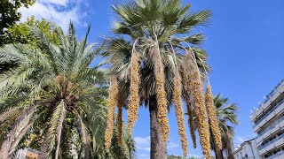 Blue Hesper Palm Brahea armata  one of the sweetest Palm Fruits [upl. by Tager]