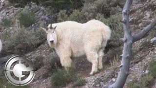 Utah Mountain Goat Muzzleloader Kill Shot  Long Range Hunting [upl. by Sutphin]