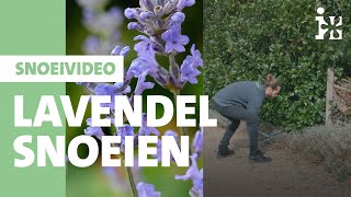 Intratuin  Lavendel snoeien [upl. by Haldi]