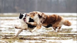 Power of the Border Collie [upl. by East]