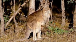 How Marsupials Are Different From Other Mammals 4K [upl. by Elder844]