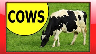 Learn about Cows  Preschool Educational Video  Interesting Facts about Cows for Kindergarten Kids [upl. by Yalahs]