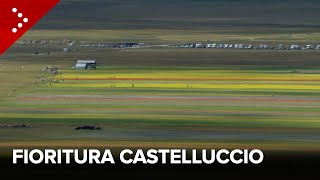 La fioritura a Castelluccio di Norcia lo spettacolo della natura tra valli colorate e api quotnomadiquot [upl. by Anerual170]