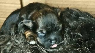 Stray dog and her puppy thrown into a dumpster to fend for themselves until this happened [upl. by Yatnoj]