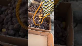 Harvesting dates in date garden and palm trees🌴short shortvideo amazingdategardenpalmsshorts [upl. by Derk]