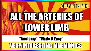 Lower Limb Arteries [upl. by Grosz]