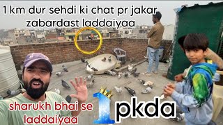 Sharukh ki chat pr jakar Zabardast ladaiyya  1 maksi kabutar pkda  aaj ka shikar😳 [upl. by Nnaeitak]