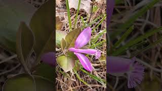 Birds on the wing or Polygala Polygaloides signs of many things [upl. by Ainslie]