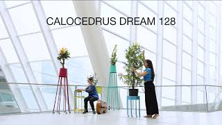 CALOCEDRUS DREAM 128  BIHEMISPHERIC ART [upl. by Kristan115]