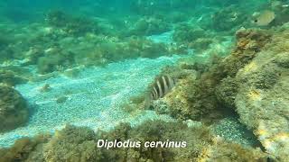 Under the waters of Mediterranean sea  Alberquillas beach [upl. by Eedolem]