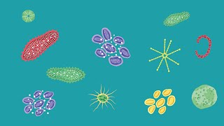 Cosa sono le biotossine algali [upl. by Einaj]