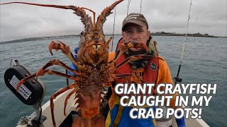 The BIGGEST Crayfish I Have Ever Seen  How Did It Fit In My Crab Pot  Giant Spiny Lobster [upl. by Atenek]