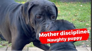 Mother Cane Corso correcting bad behavior [upl. by Maribelle]