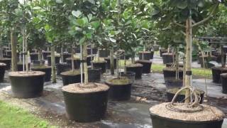 Clusia Rosea trees from TreeWord Wholesale container grown  Homestead Florida  Trees for sale [upl. by Swee]