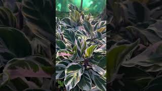 calathea whitefusion greenthumb gardening garden plants praying love radhakrishna beauty [upl. by Alford]