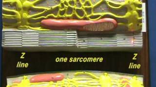 Sarcomere Model Sarcomere Structure [upl. by Notsgnik]