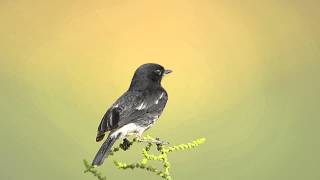 Pied Bush Chat Saxicola caprata [upl. by Lyrradal]