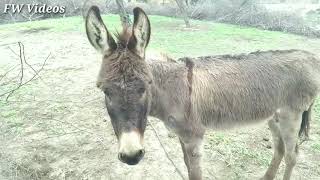 donkey dance most funny video must watch😁😁😁😆😆😅 [upl. by Godber]