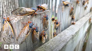 Why 2024s cicada emergence is so rare  BBC Global [upl. by Leal]