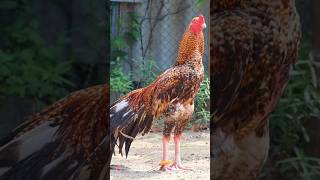 sandaseval videos  sandakoli valarppu  kattu seval shorts rooster aseel [upl. by Gerik]