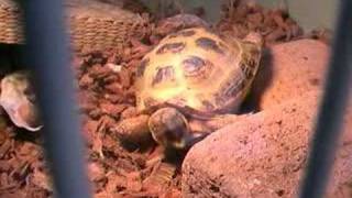 Sleepy Tortoise  。0 [upl. by Nivri]