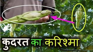 एक ऐसा पेड़ जिस पर उगते हैं लड़की के आकार जैसे फलNareepol tree history in hindi करिशमा [upl. by Hayne]